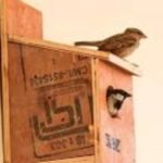 World Sparrow Day 2024 : गौरैया से खाली होते आँगन : एक चेतावनी