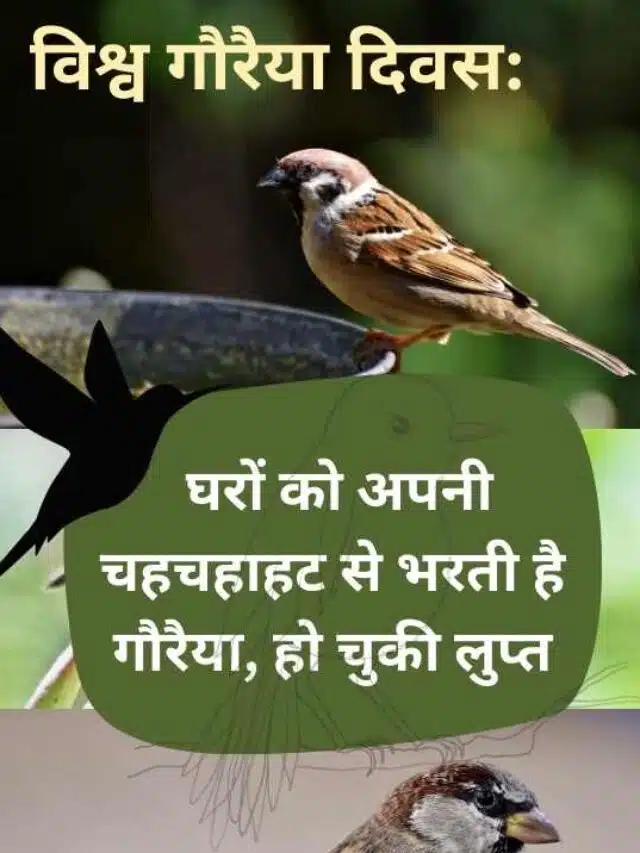 विश्व गौरैया दिवस: घरों को अपनी चहचहाहट से भरती है गौरैया, हो चुकी लुप्त