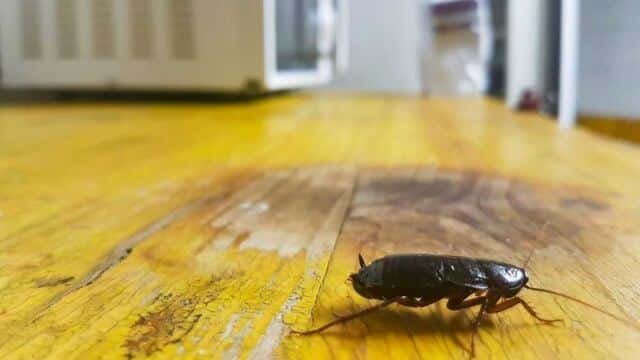 COCKROACH