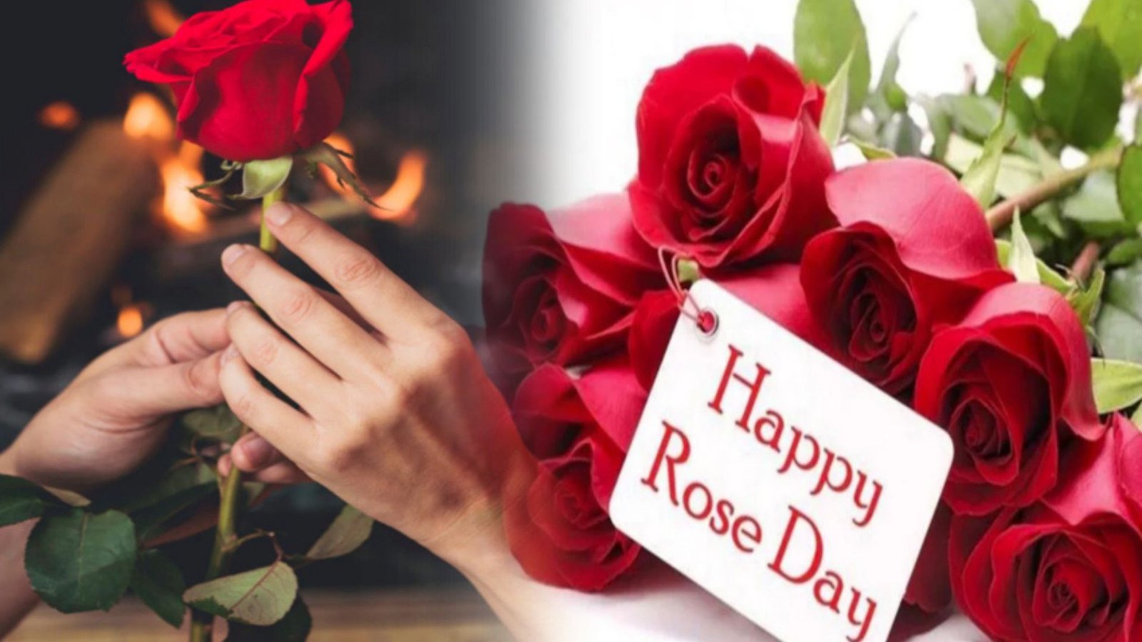 Rose Day