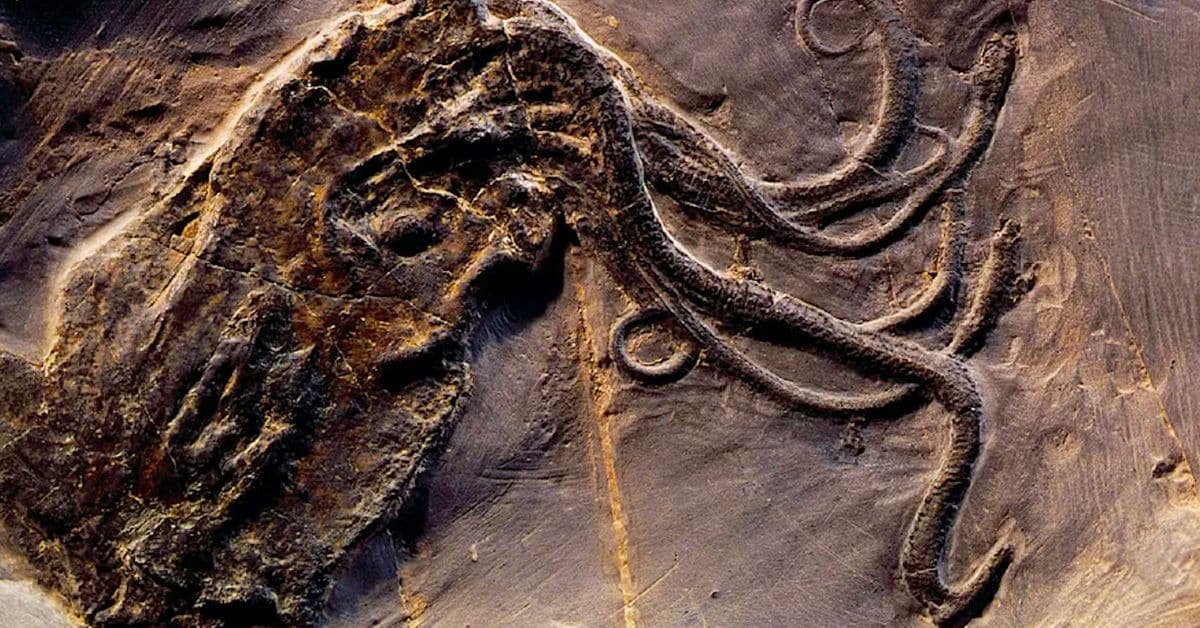 Oldest Octopus Fossil: 300 मिलियन साल पुरानी खोज